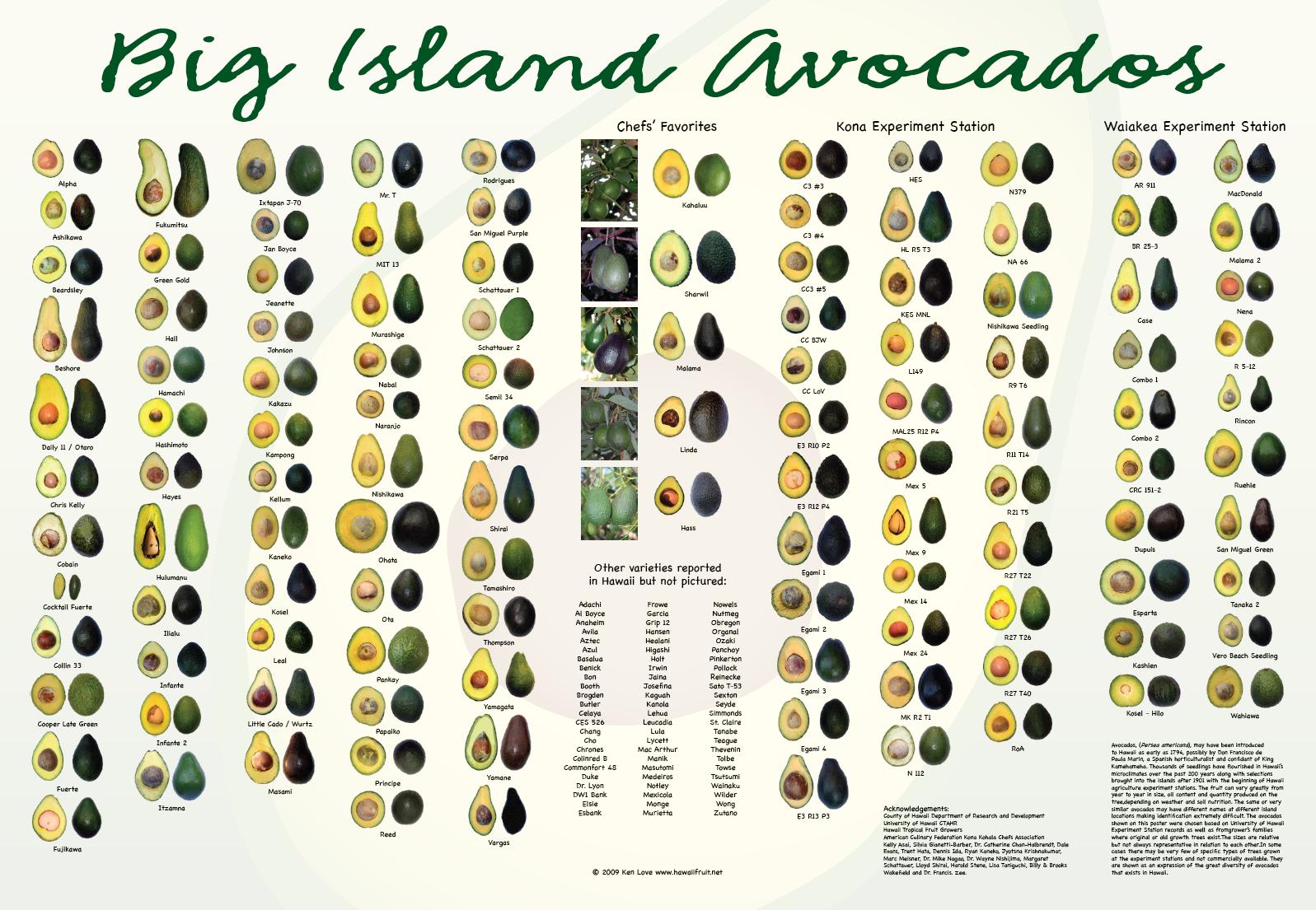 Avocado varieties (1)