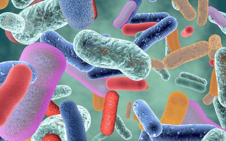 top 5 des alimentes microbiote hiver
